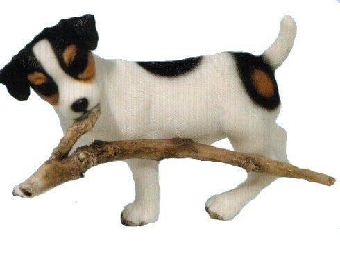 Jack russel