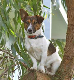 Jack russel bilder