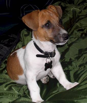 Jack russel bilder