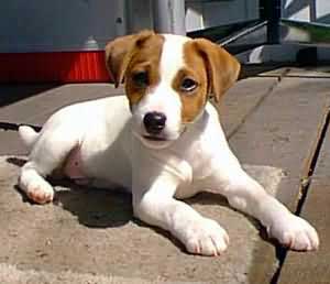 Jack russel bilder