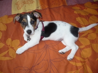 Jack russel bilder