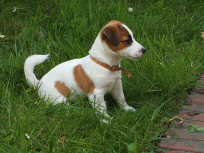 Jack russel bilder