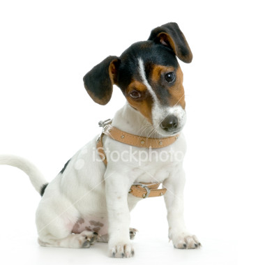 Jack russel bilder