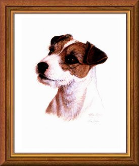 Jack russel bilder