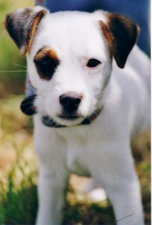 Jack russel bilder