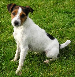 Jack russel