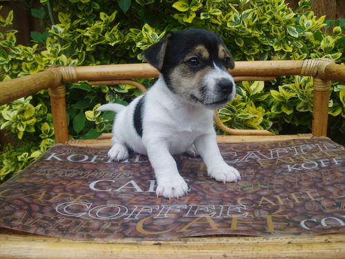 Jack russel bilder