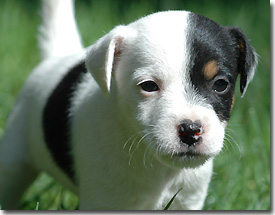 Jack russel bilder