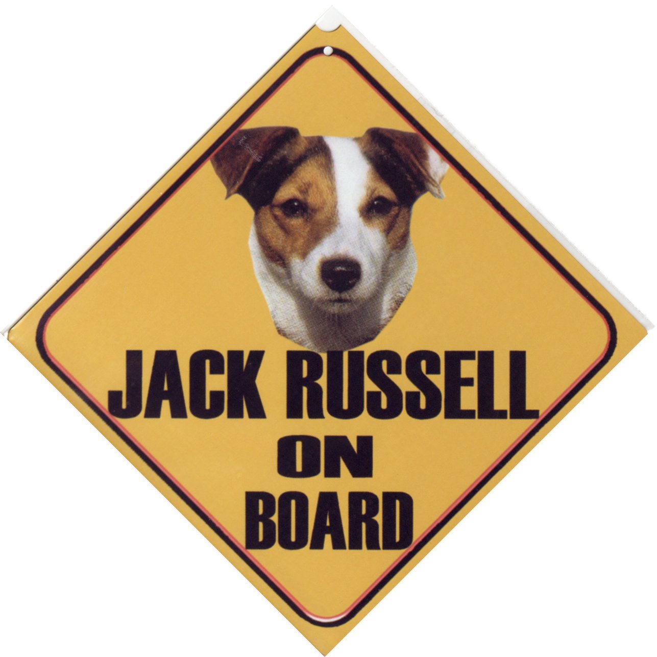 Jack russel