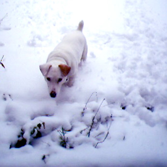 Jack russel bilder