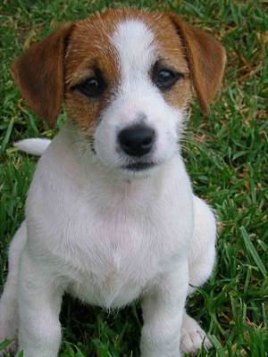 Jack russel