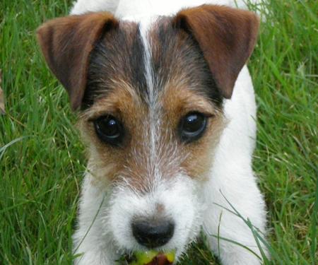 Jack russel