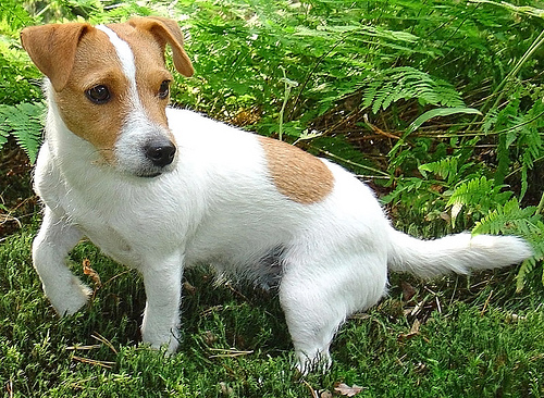 Jack russel