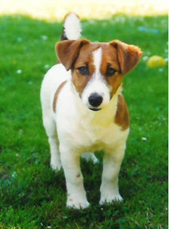 Jack russel