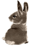 Kaninchen bilder