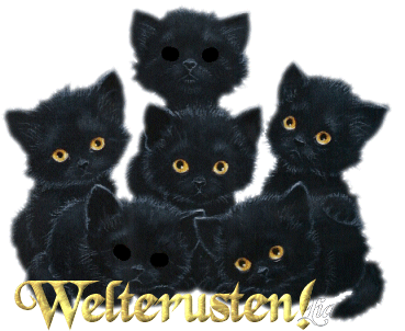 Katzen bilder