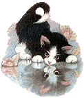 Katzen bilder