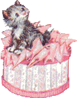 Katzen bilder