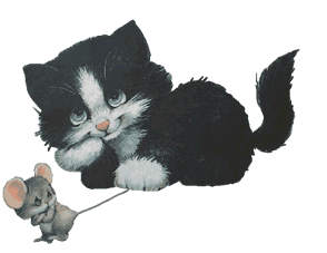 Katzen bilder