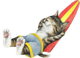 Katzen bilder