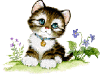 Katzen bilder