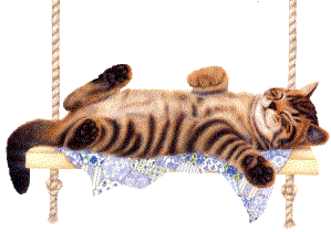 Katzen bilder