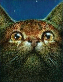 Katzen bilder