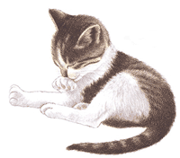 Katzen bilder