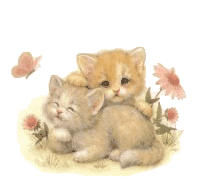 Katzen bilder