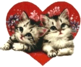 Katzen bilder