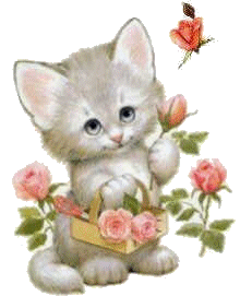 Katzen bilder