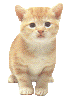 Katzen bilder