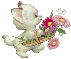 Katzen bilder