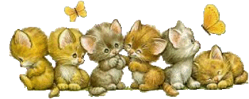 Katzen bilder