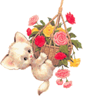 Katzen bilder