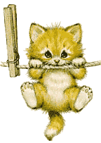 Katzen bilder
