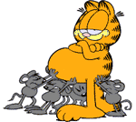Katzen bilder