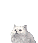 Katzen bilder