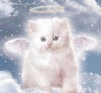 Katzen bilder