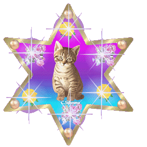 Katzen bilder