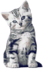 Katzen bilder