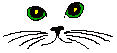 Katzen bilder