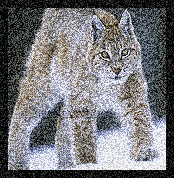Katzen bilder