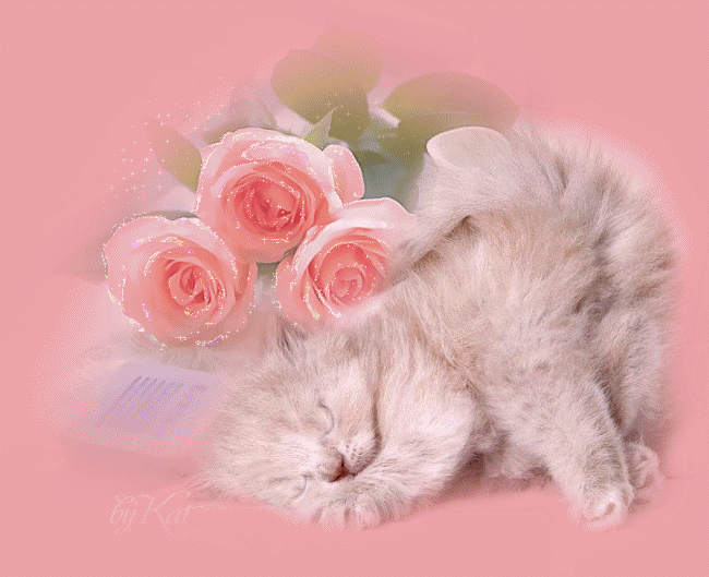 Katzen bilder