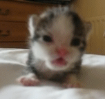 Katzen bilder