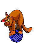 Katzen bilder