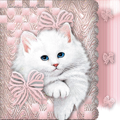 Katzen bilder