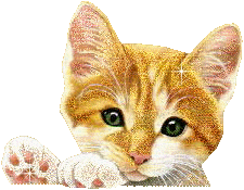 Katzen bilder