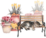 Katzen bilder