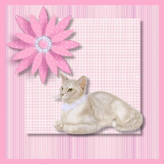 Katzen bilder